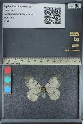 Media type: image;   Entomology 180008